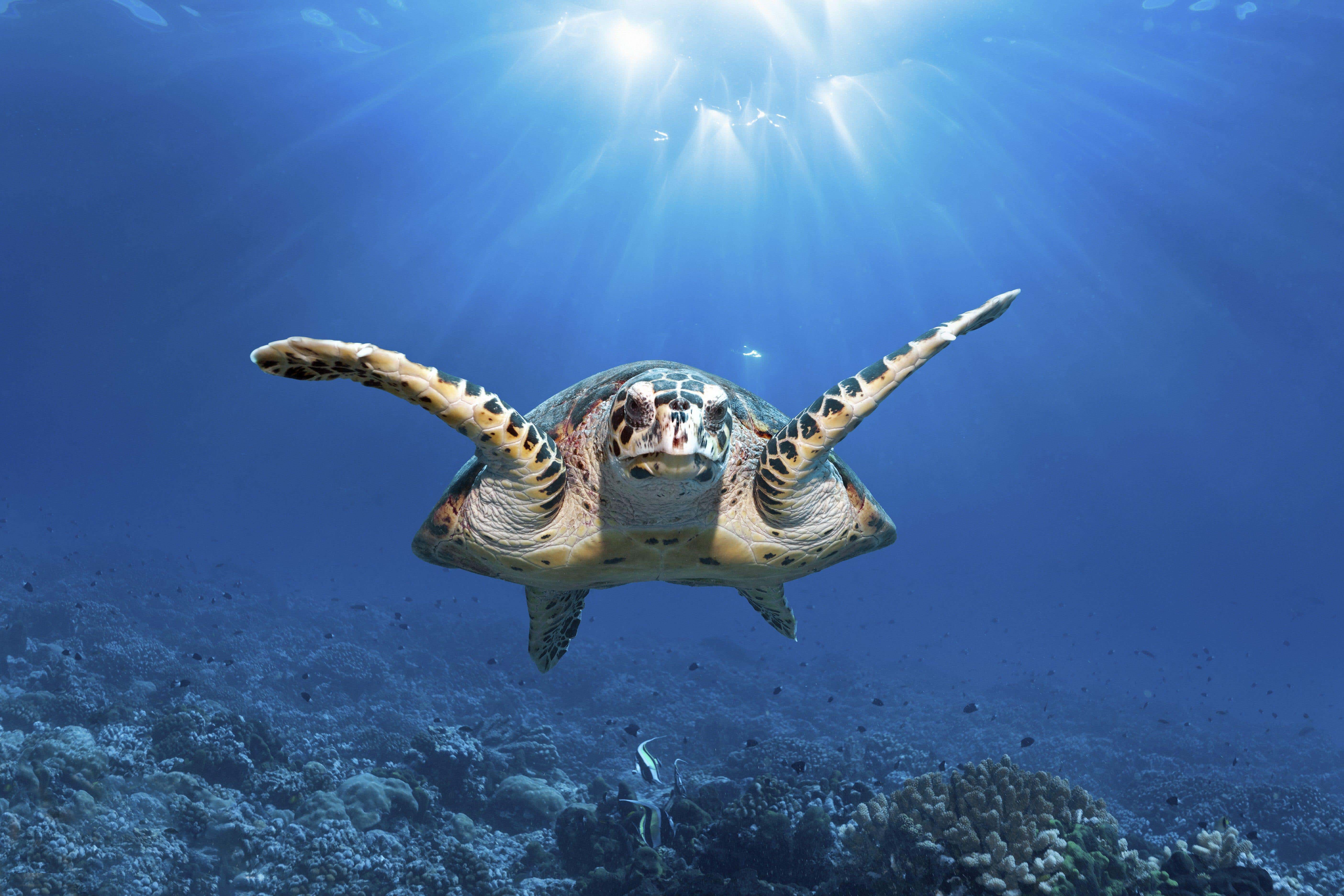Sea turtles are among the species thought to be in line for improved protections in international waters (Alamy/PA)