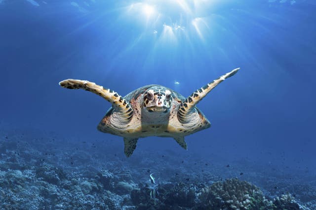 Sea turtles are among the species thought to be in line for improved protections in international waters (Alamy/PA)
