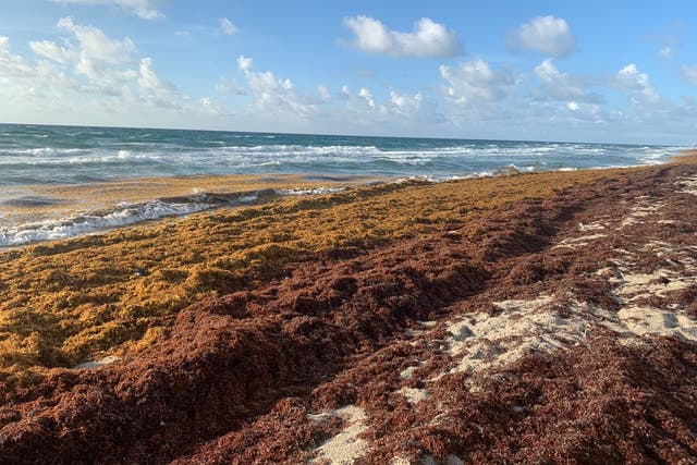<p>Smelly, brown seaweed washing up on Florida shores is snaring baby sea turtles on their way to the ocean</p>
