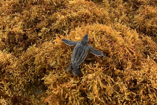 <p>Sea turtles’ harrowing journey to the ocean is being hampered by large blooms of sargassum seaweed</p>