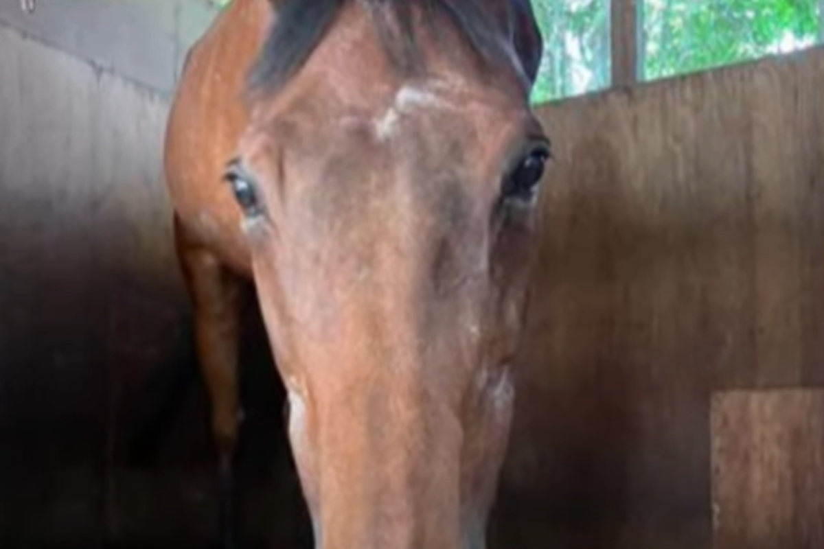Japanese racehorse that lost all 113 of her races dies aged 29