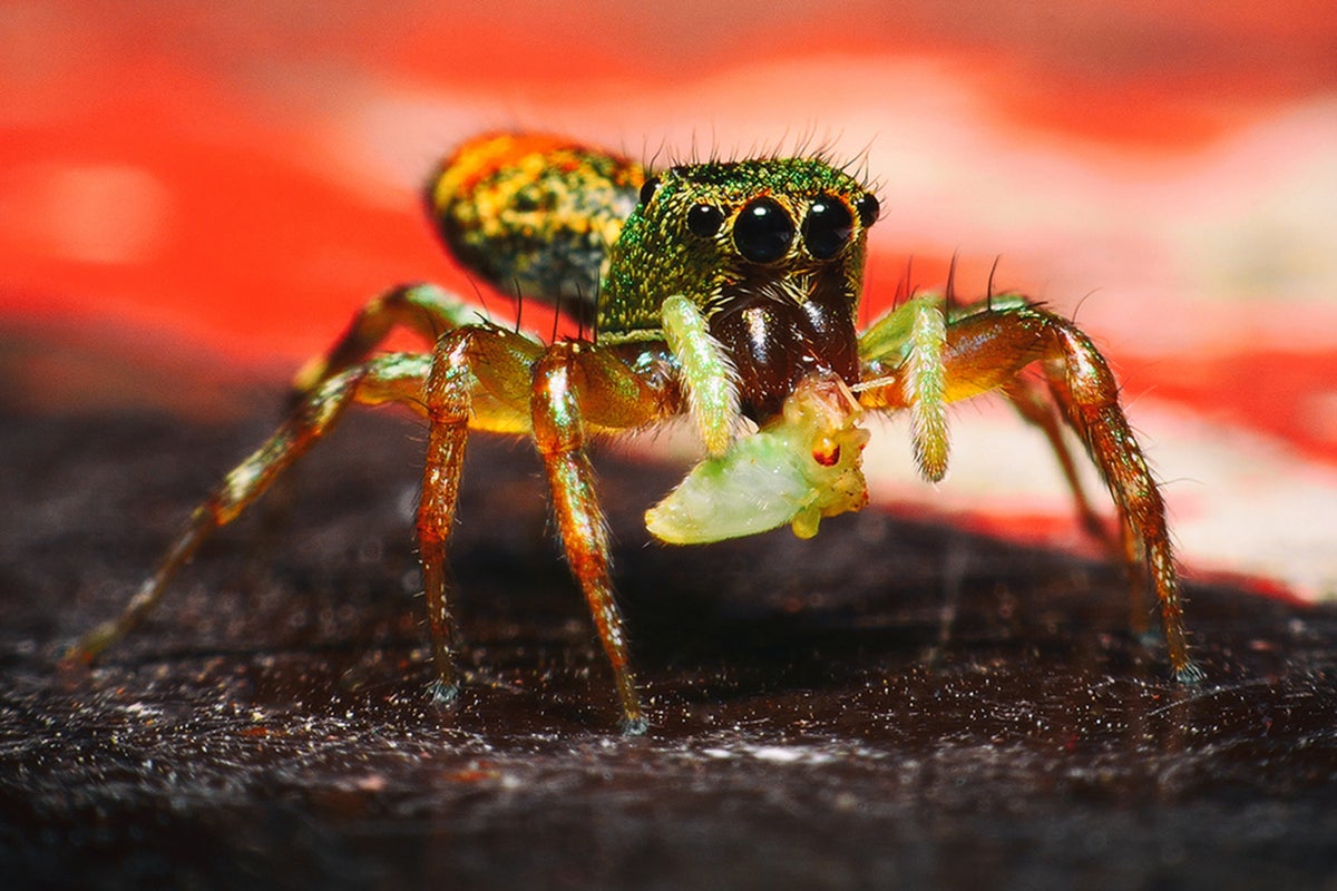 Florida Woman Sues Apartment Over Spider-Bite Amputations