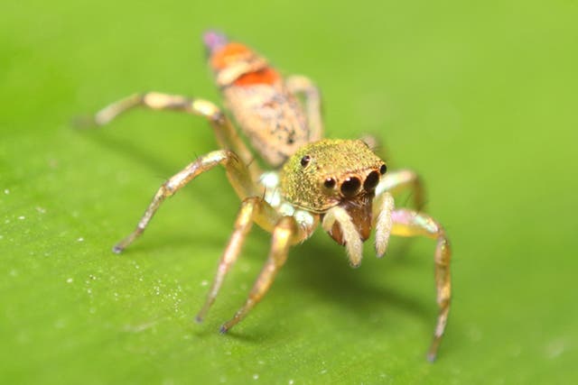 <p>peacock spider</p>