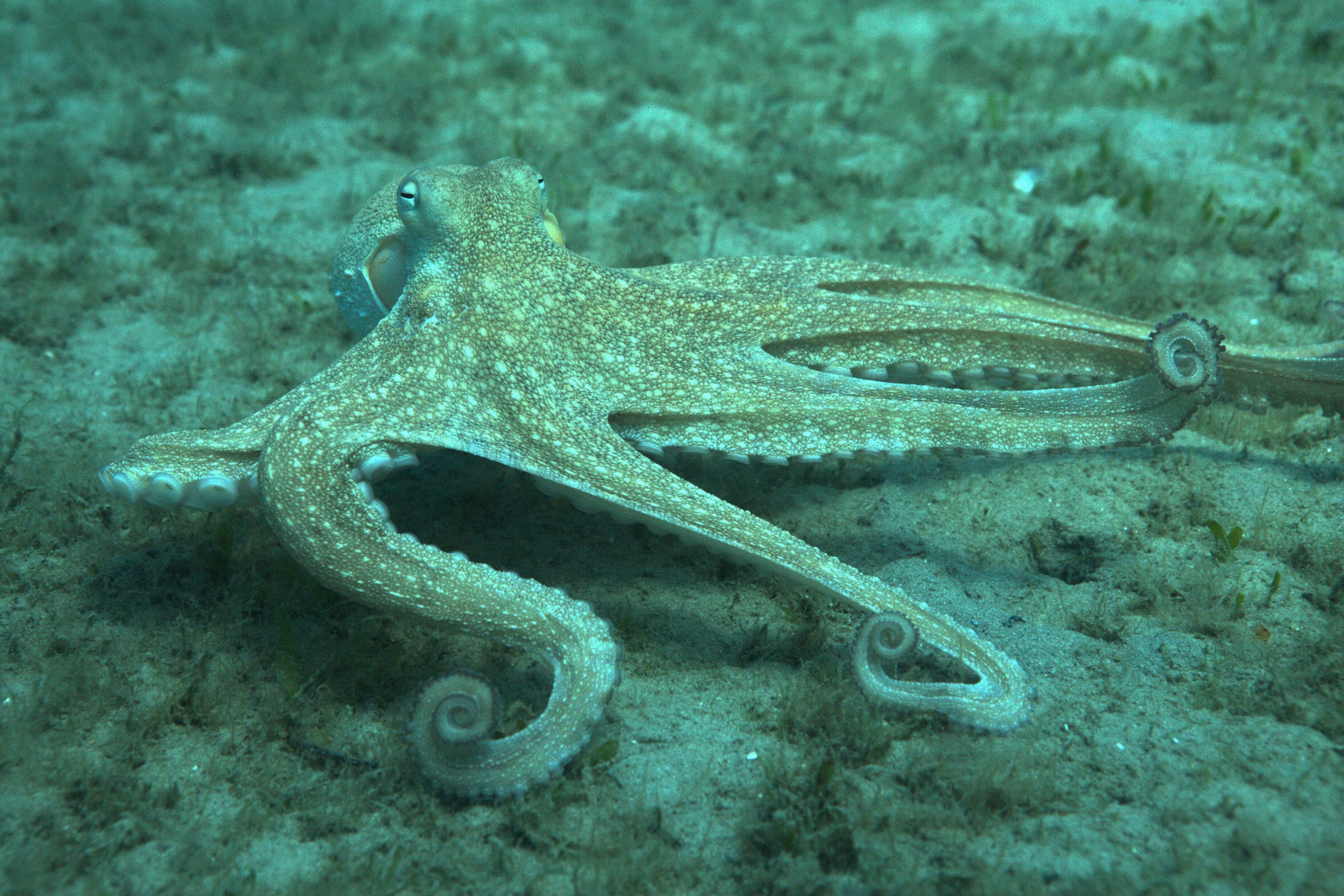 Octopus Arms