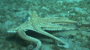 Static Octopus Here’s what octopuses use each of their eight tentacles for | The ...