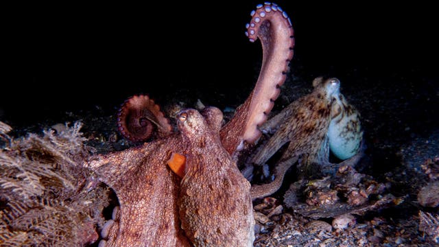 Static Octopus Here’s what octopuses use each of their eight tentacles for | The ...