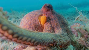 Static Octopus Here’s what octopuses use each of their eight tentacles for | The ...