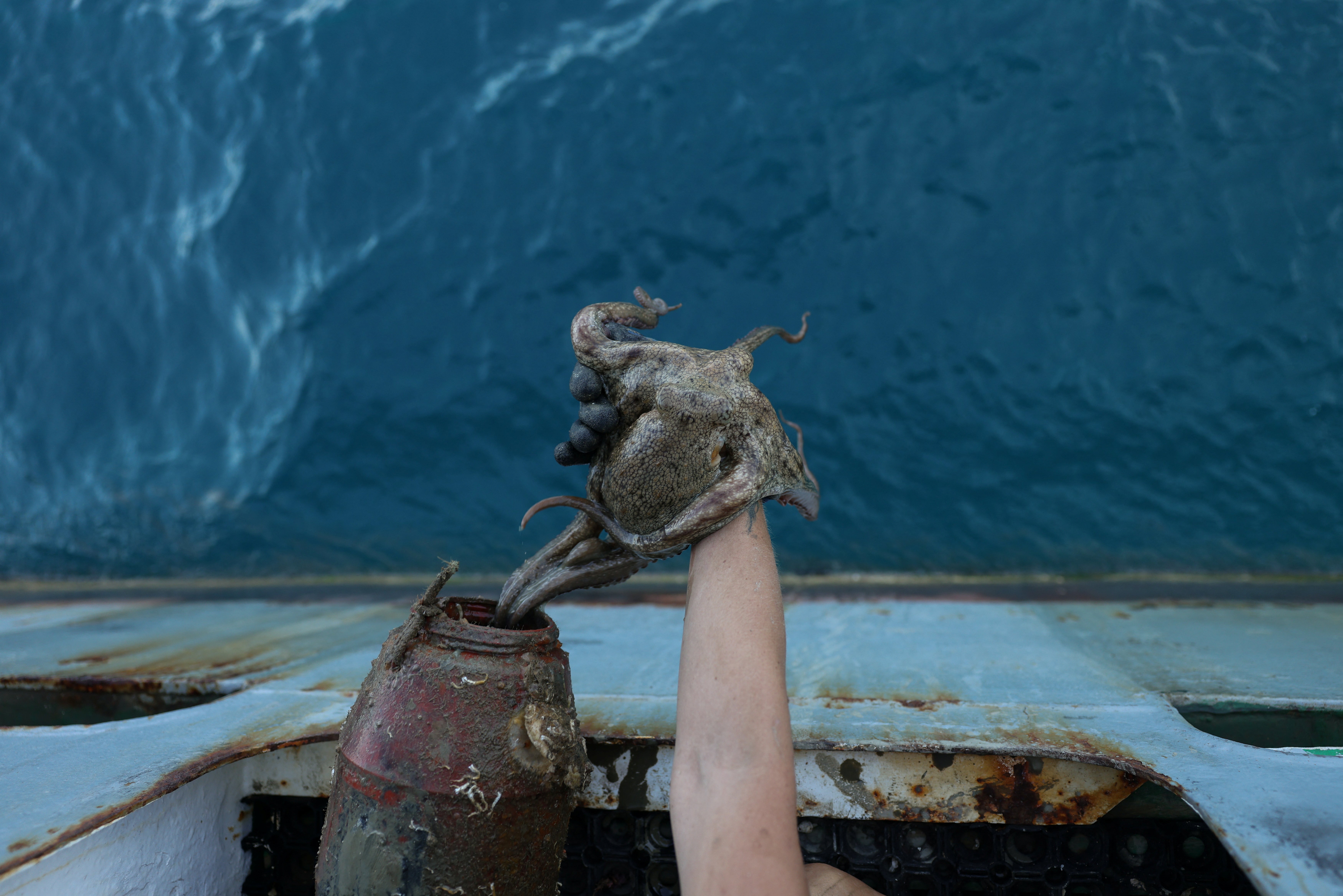 An octopus is released back into the sea
