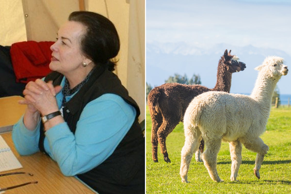 Alpaca, donkey and bear enthusiasts battle over 1.9m will of llama-loving pensioner