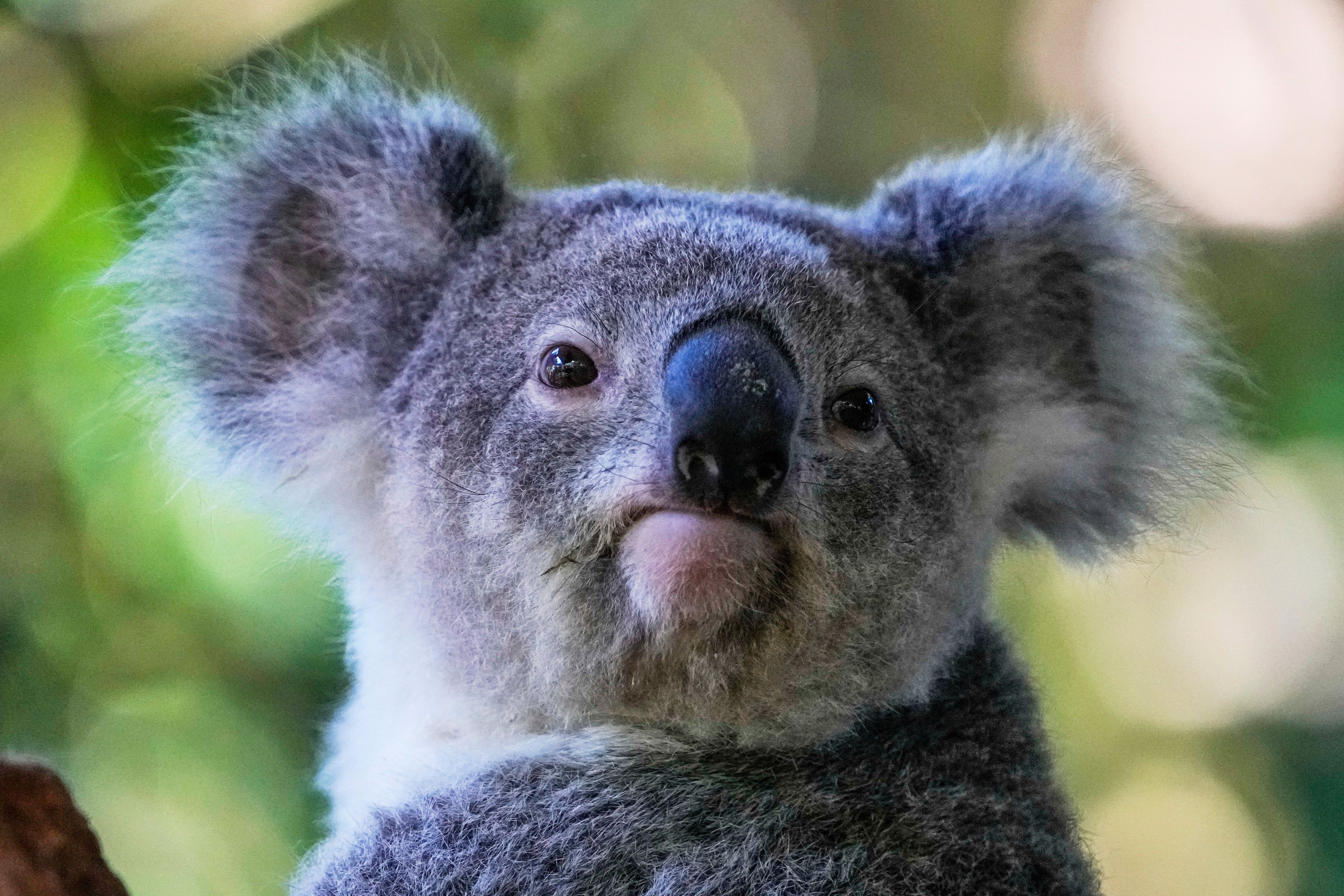 AUSTRALIA-KOALAS-VACUNA