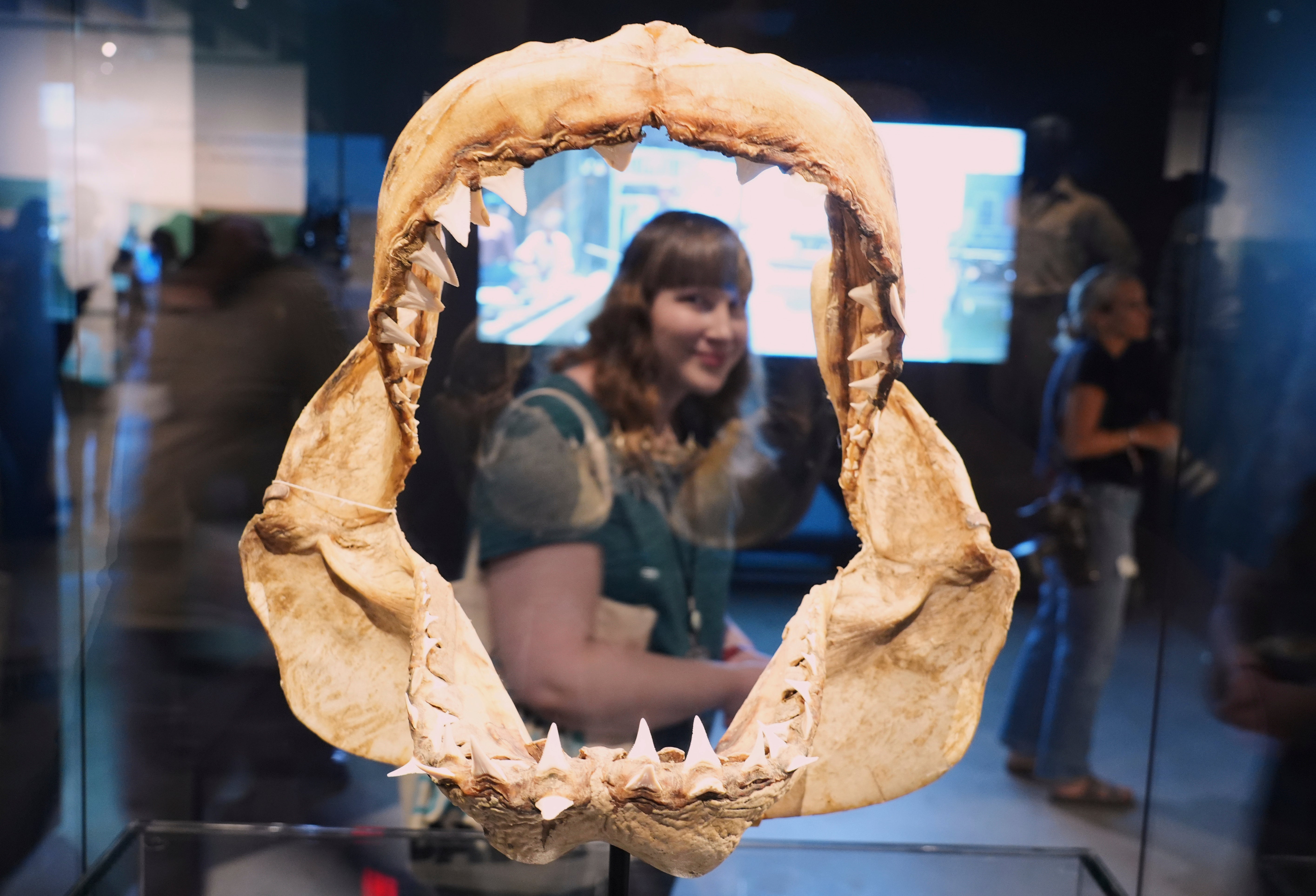 "Jaws" The Exhibition Press Preview