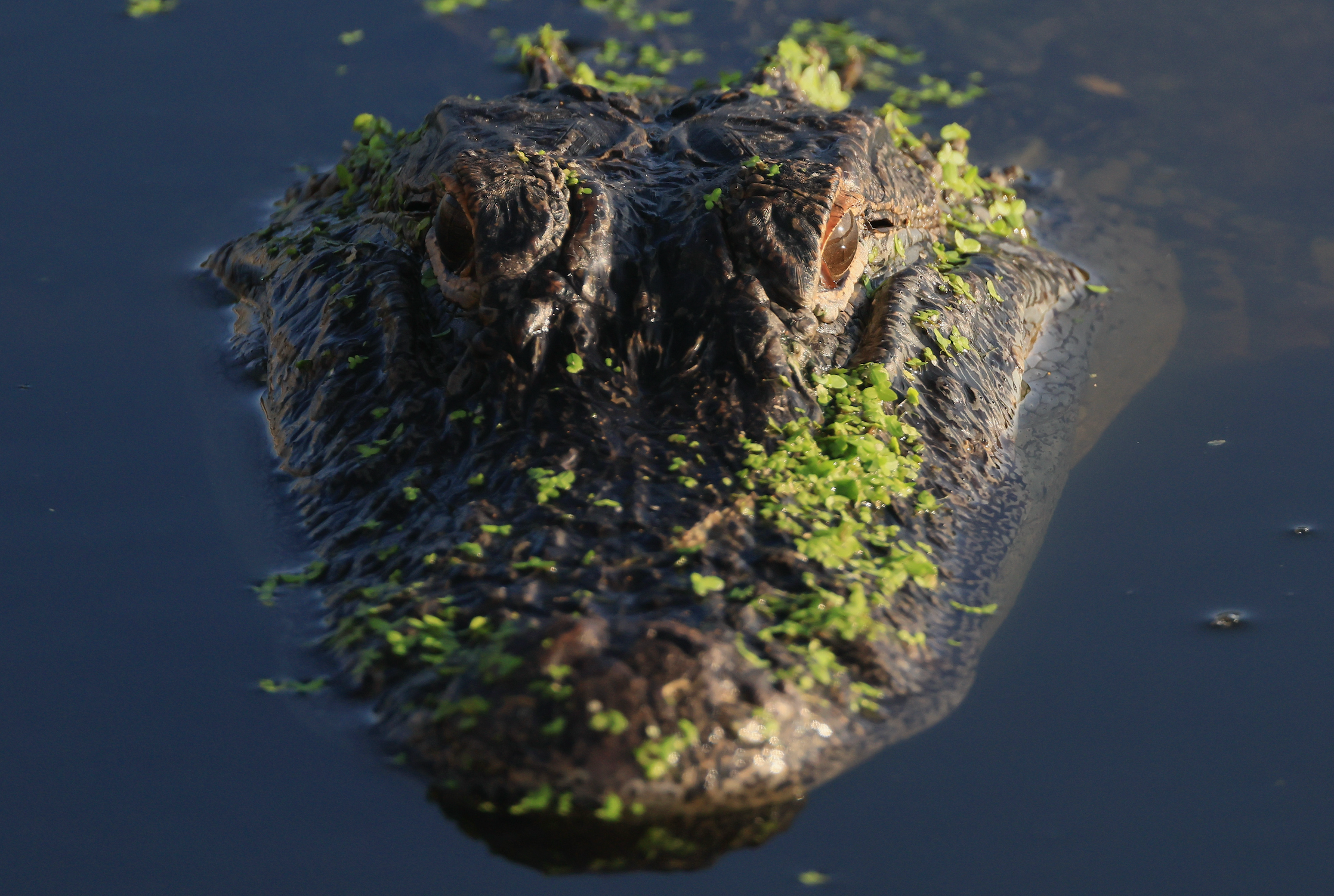 The gator, not pictured, came 15 feet out of the water in its failed attempt to catch the pup