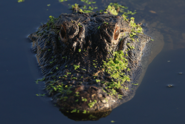 <p>The gator, not pictured, came 15 feet out of the water in its failed attempt to catch the pup</p>