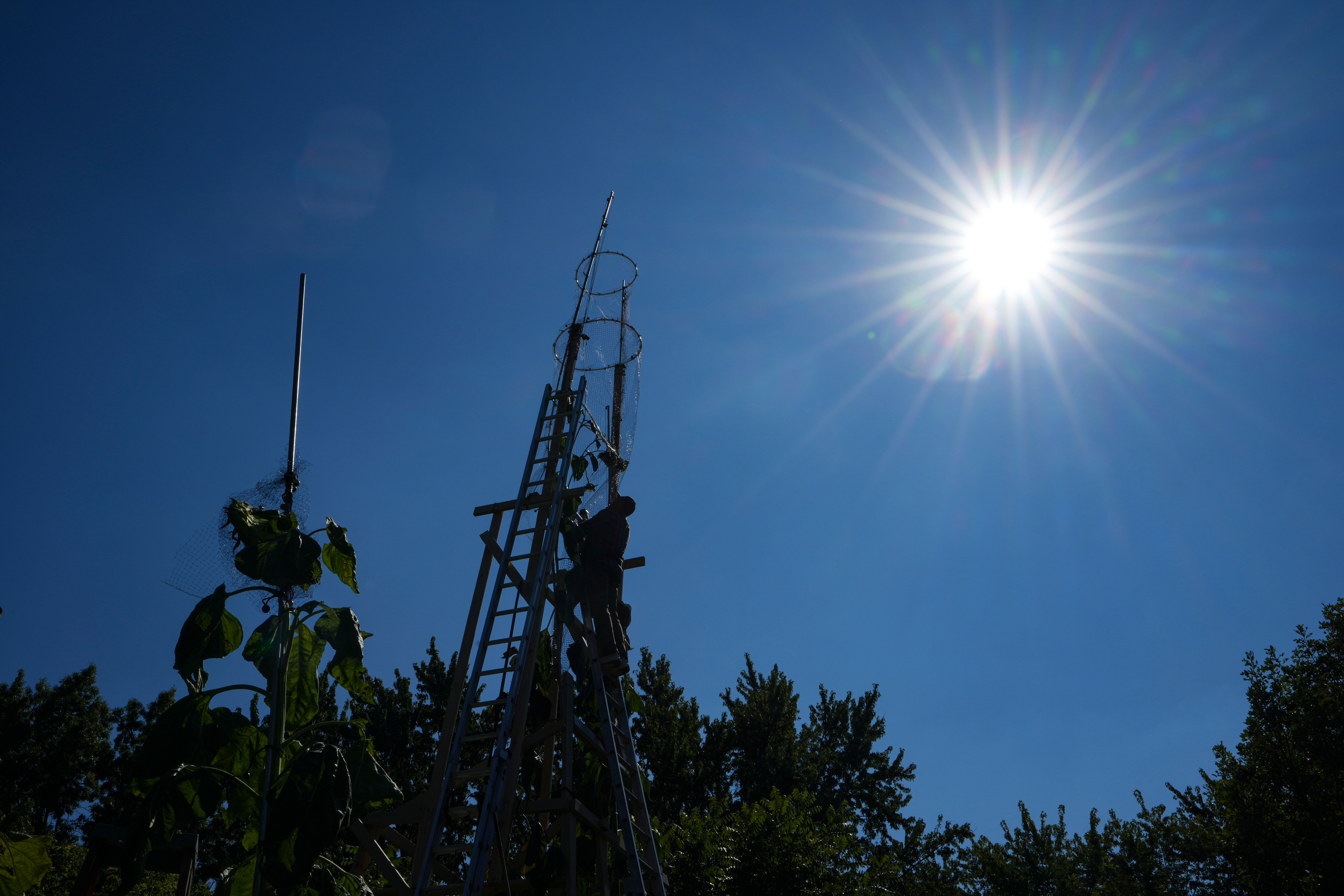 EEUU-GIRASOL MÁS ALTO
