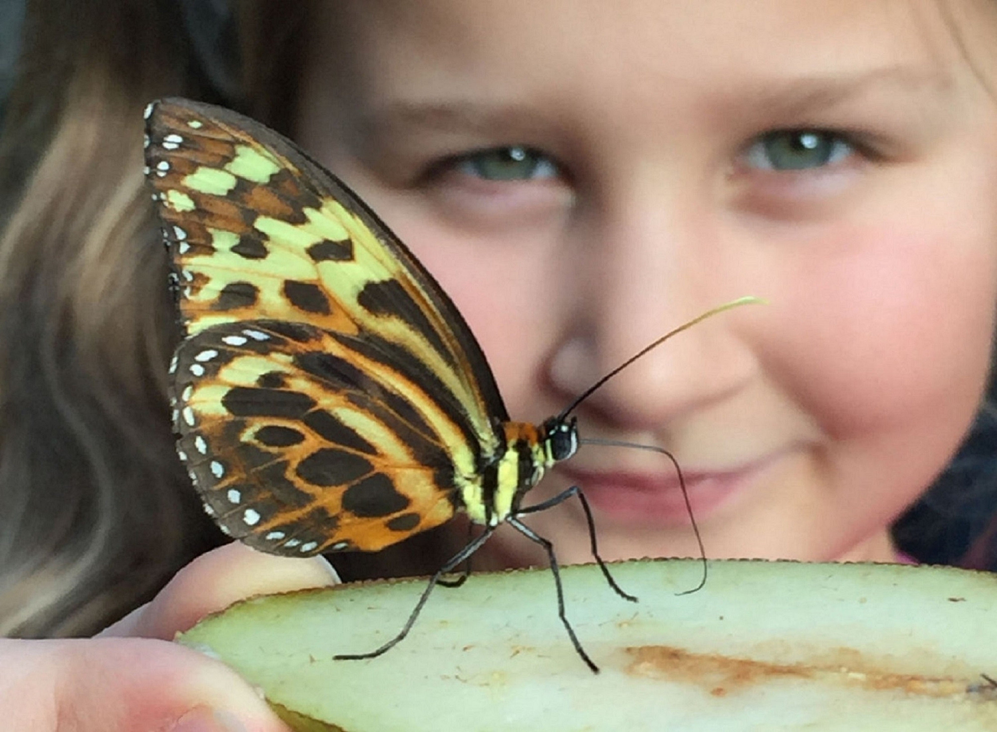 Get totally tropical at the Stratford-Upon-Avon Butterfly Farm