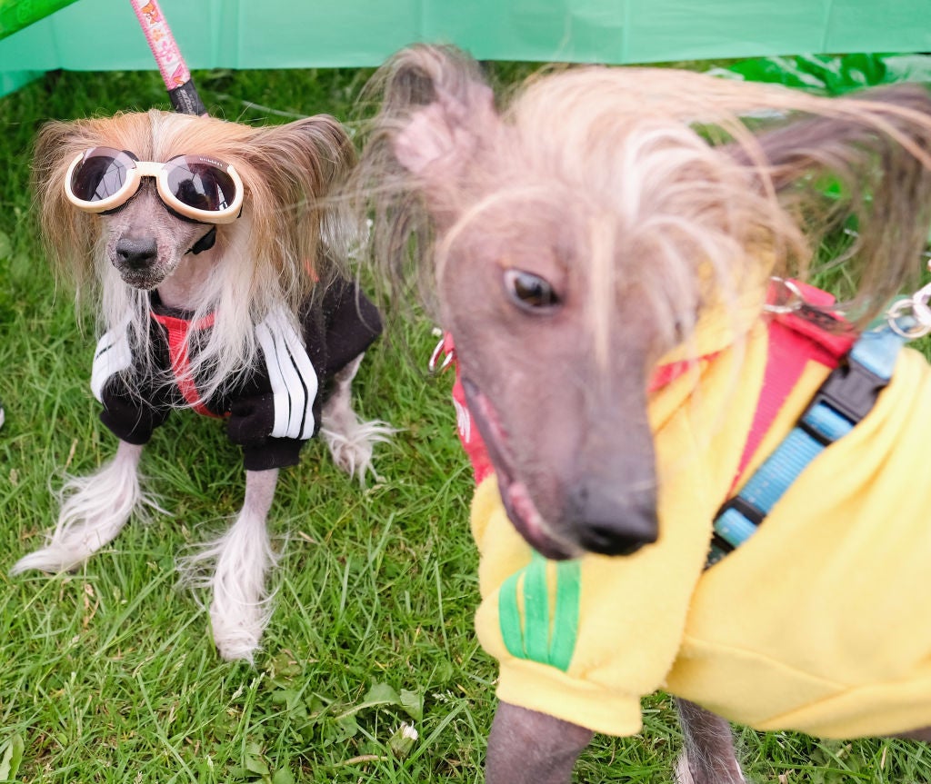 <p>A new test could help tell if your dog has ADHD</p>