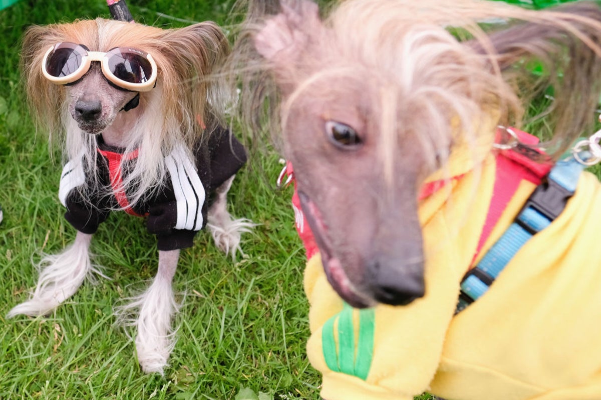 How to find out if your dog has ADHD