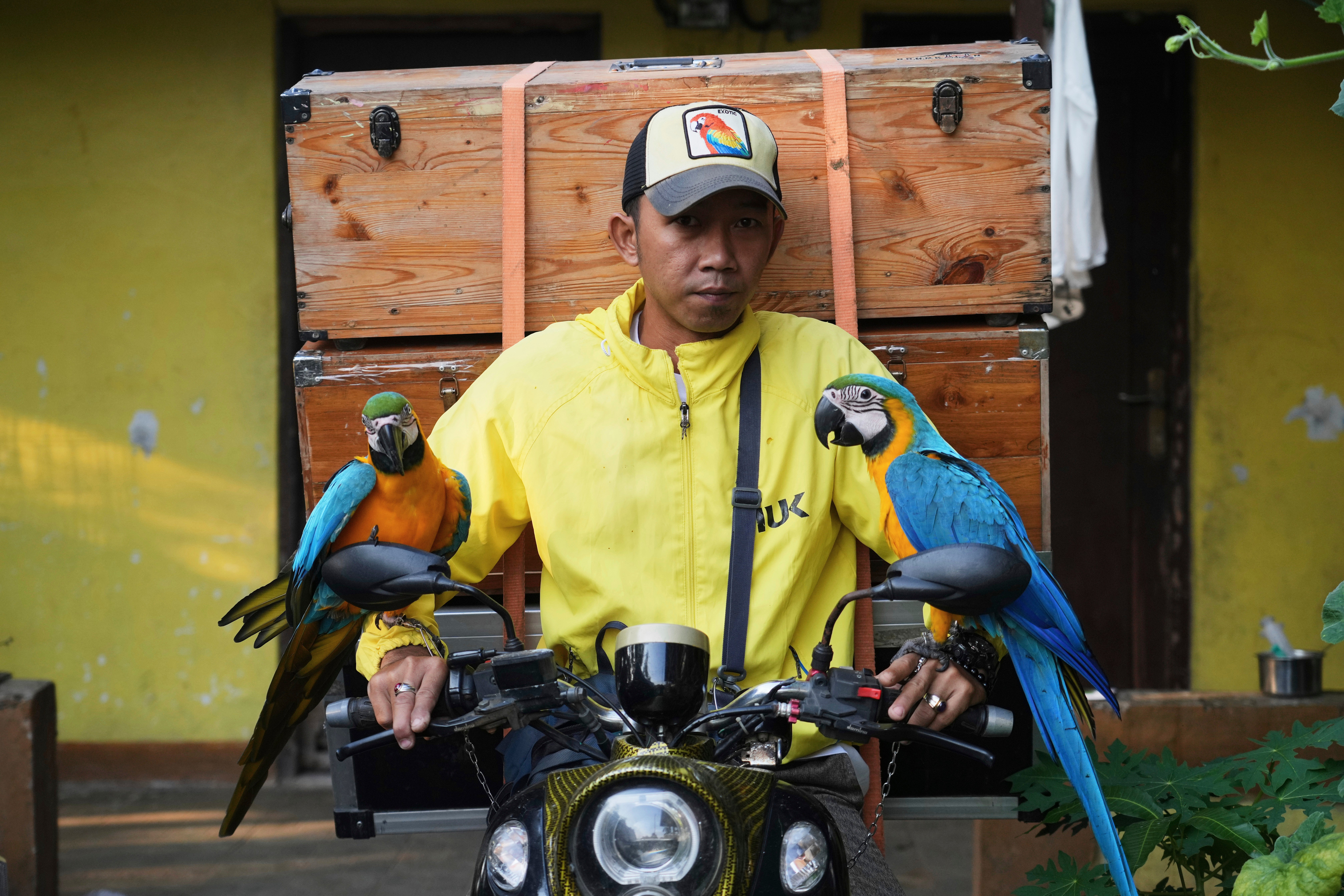 Indonesia Macaw Photo Gallery