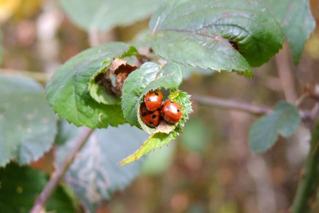 Ladybirds in autumn (Alamy/PA)