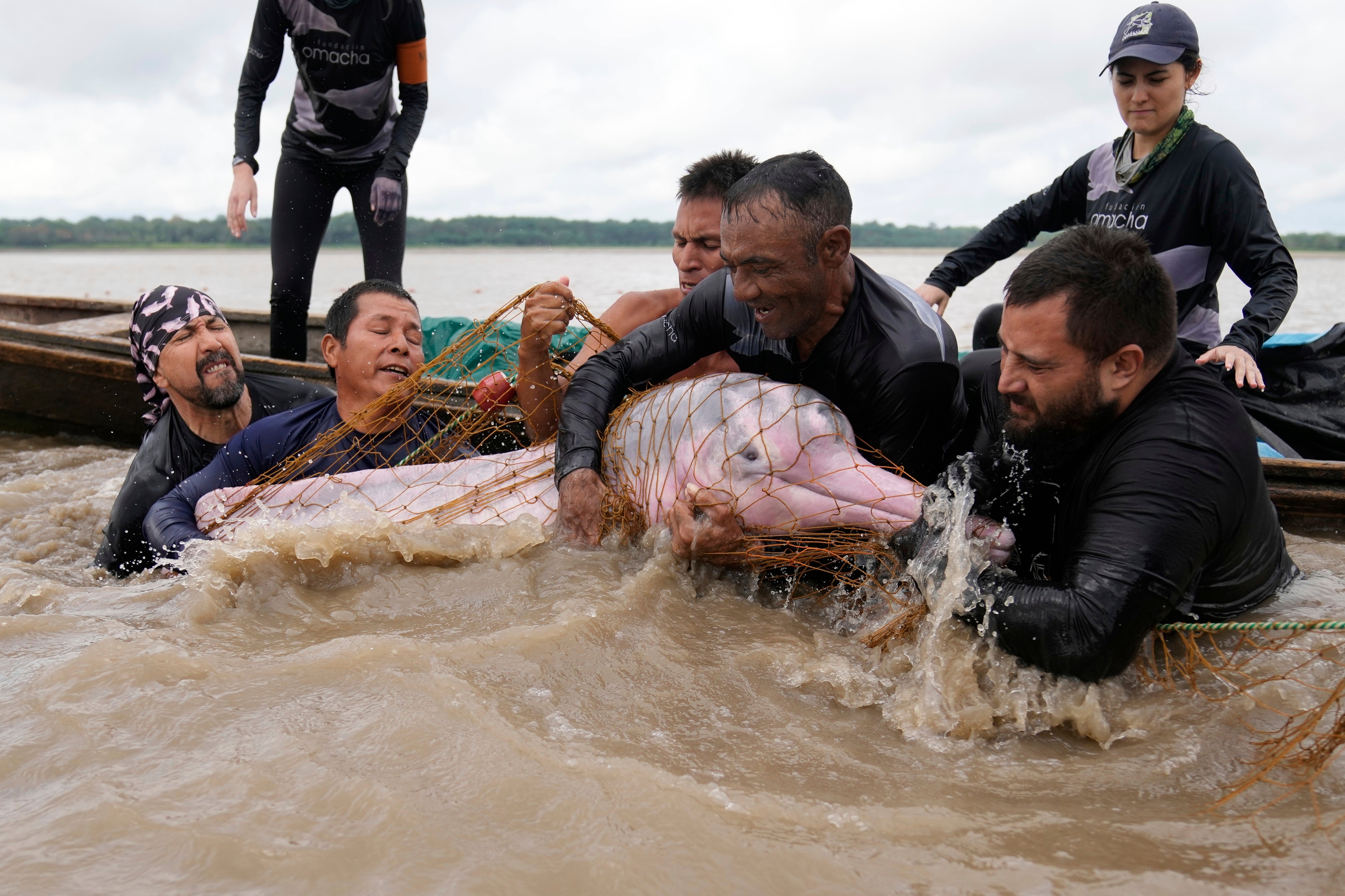 APTOPIX Colombia Amazon Dolphins Mercury