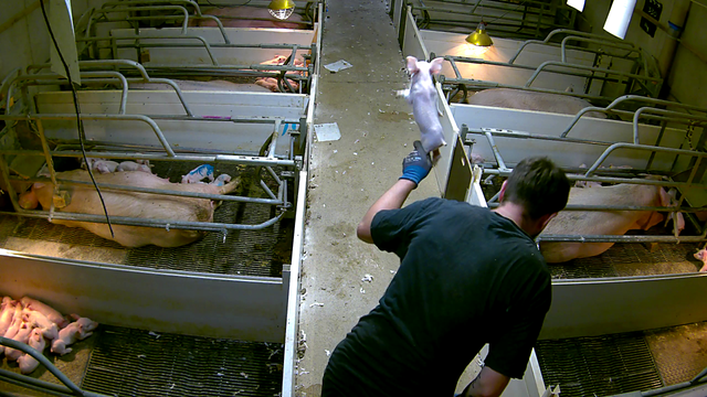 Workers were caught still slamming piglets after Cranswick banned the practice on its farms