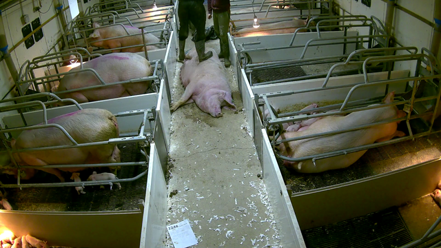 Piglets Axed Tesco, Asda and Morrisons axe supplier after secret farm footage shows ...
