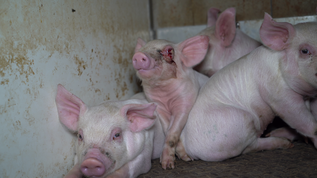 Piglets Axed Tesco, Asda and Morrisons axe supplier after secret farm footage shows ...