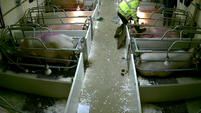 Piglets Axed Tesco, Asda and Morrisons axe supplier after secret farm footage shows ...
