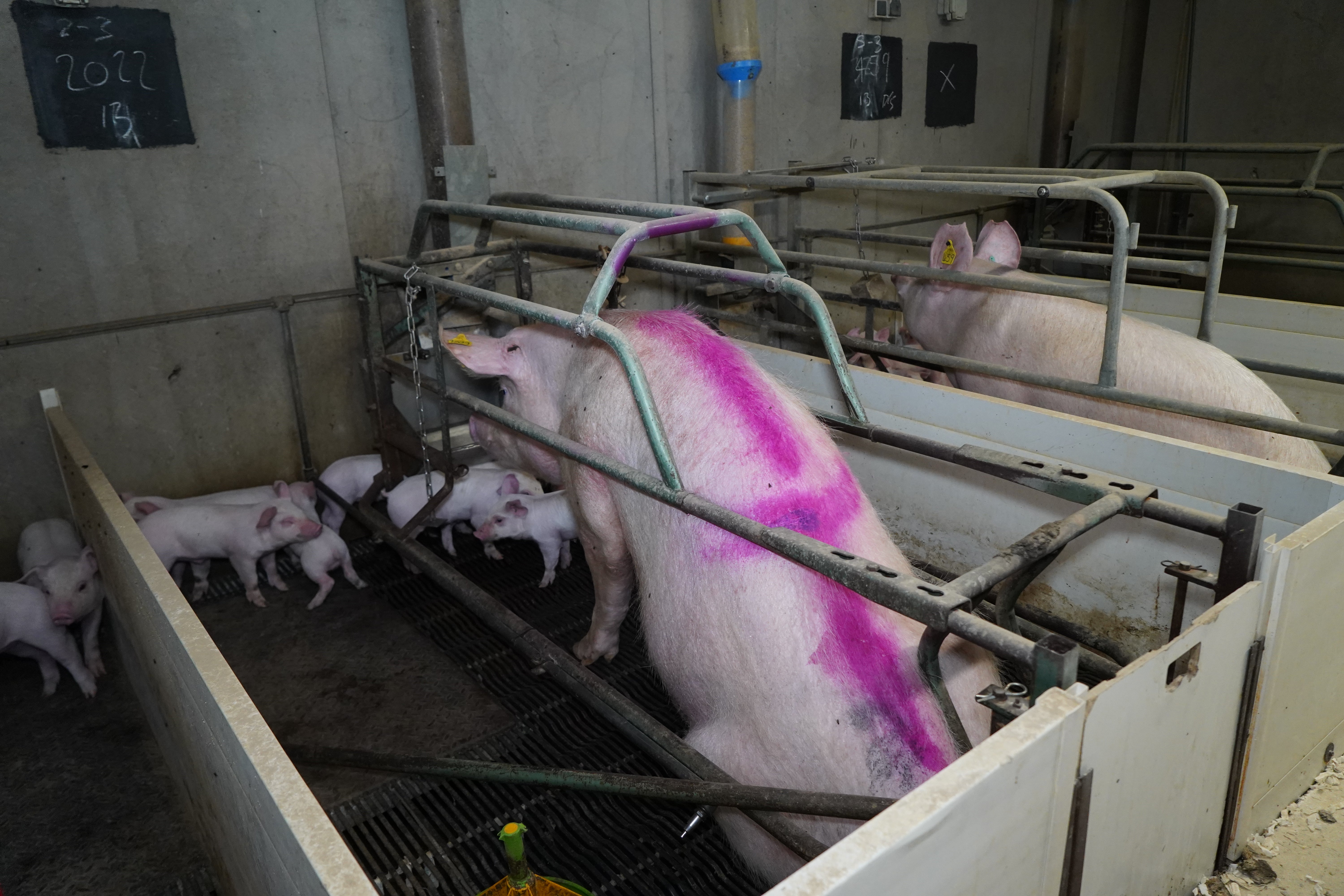 It’s estimated that the farm has 200 sows confined to farrowing crates