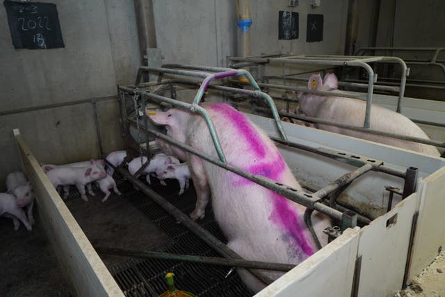 Piglets Axed Tesco, Asda and Morrisons axe supplier after secret farm footage shows ...