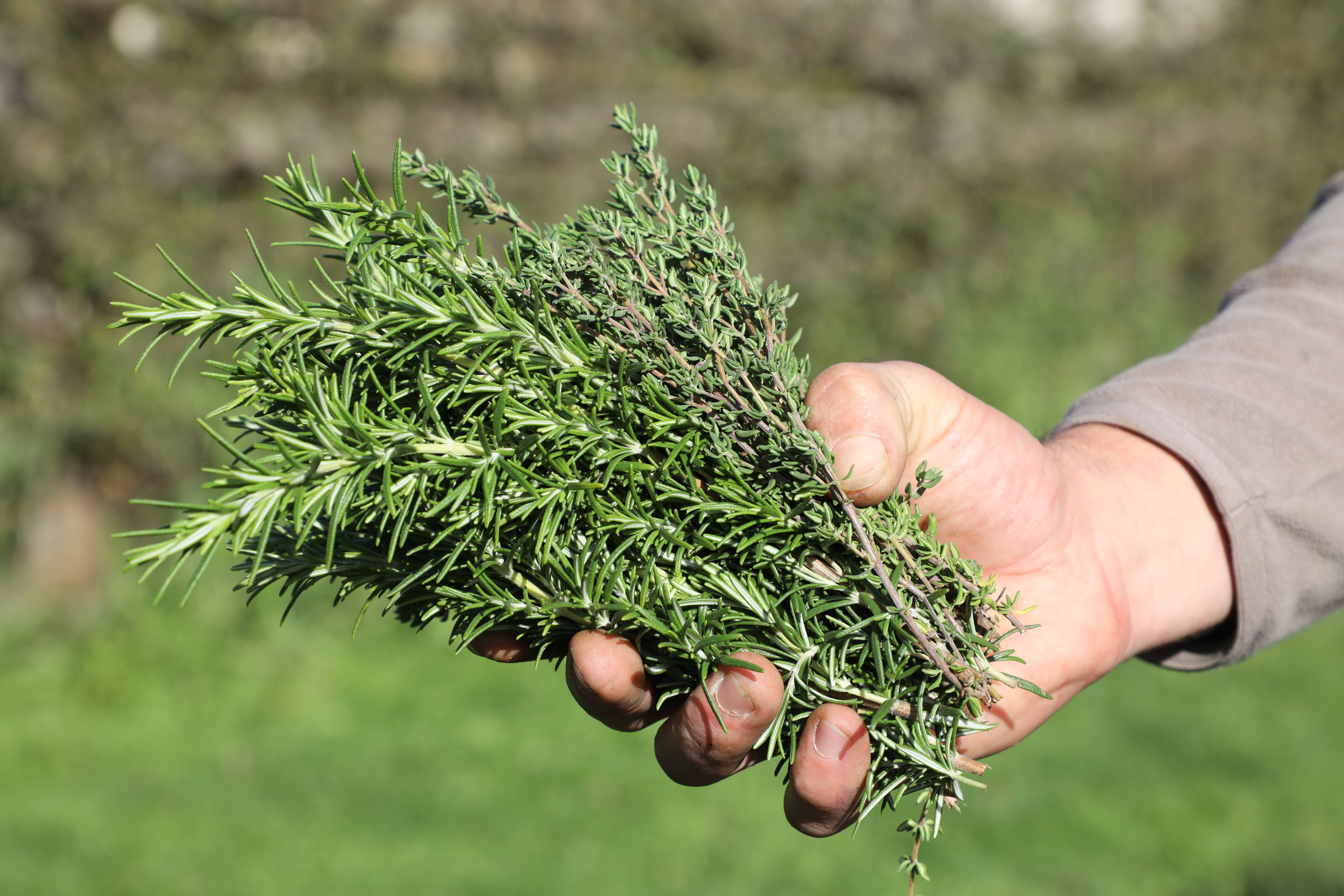 Thyme has been used for about 5,000 years