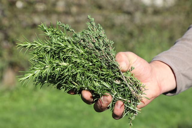 <p>Thyme has been used for about 5,000 years</p>