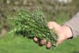 Just a sprinkle of this herb can provide major health benefits