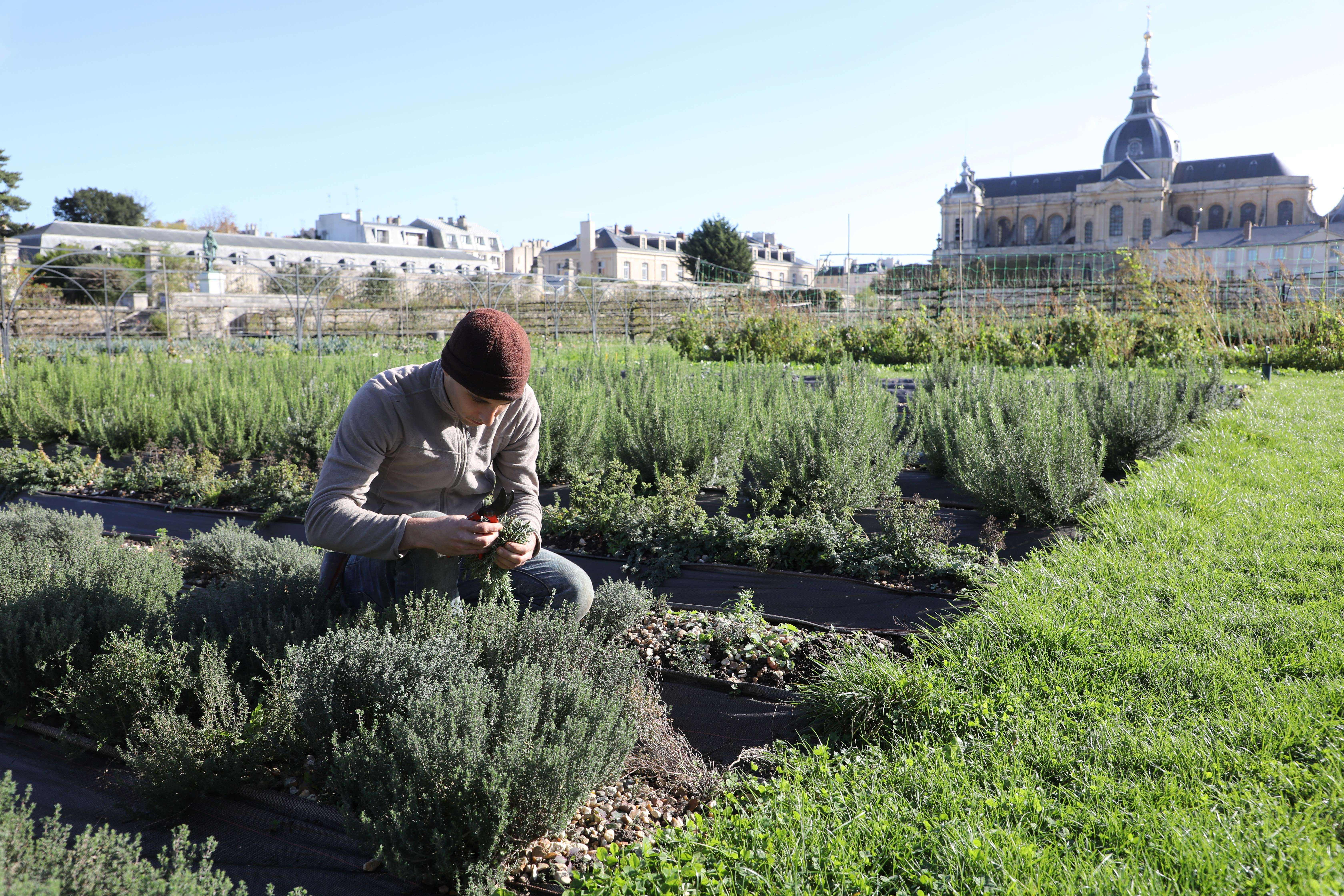 Eating thyme can provide people with essential minerals and vitamins that ward off disease and fight inflammation