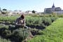 The common herb that can reduce inflammation and boost immune health