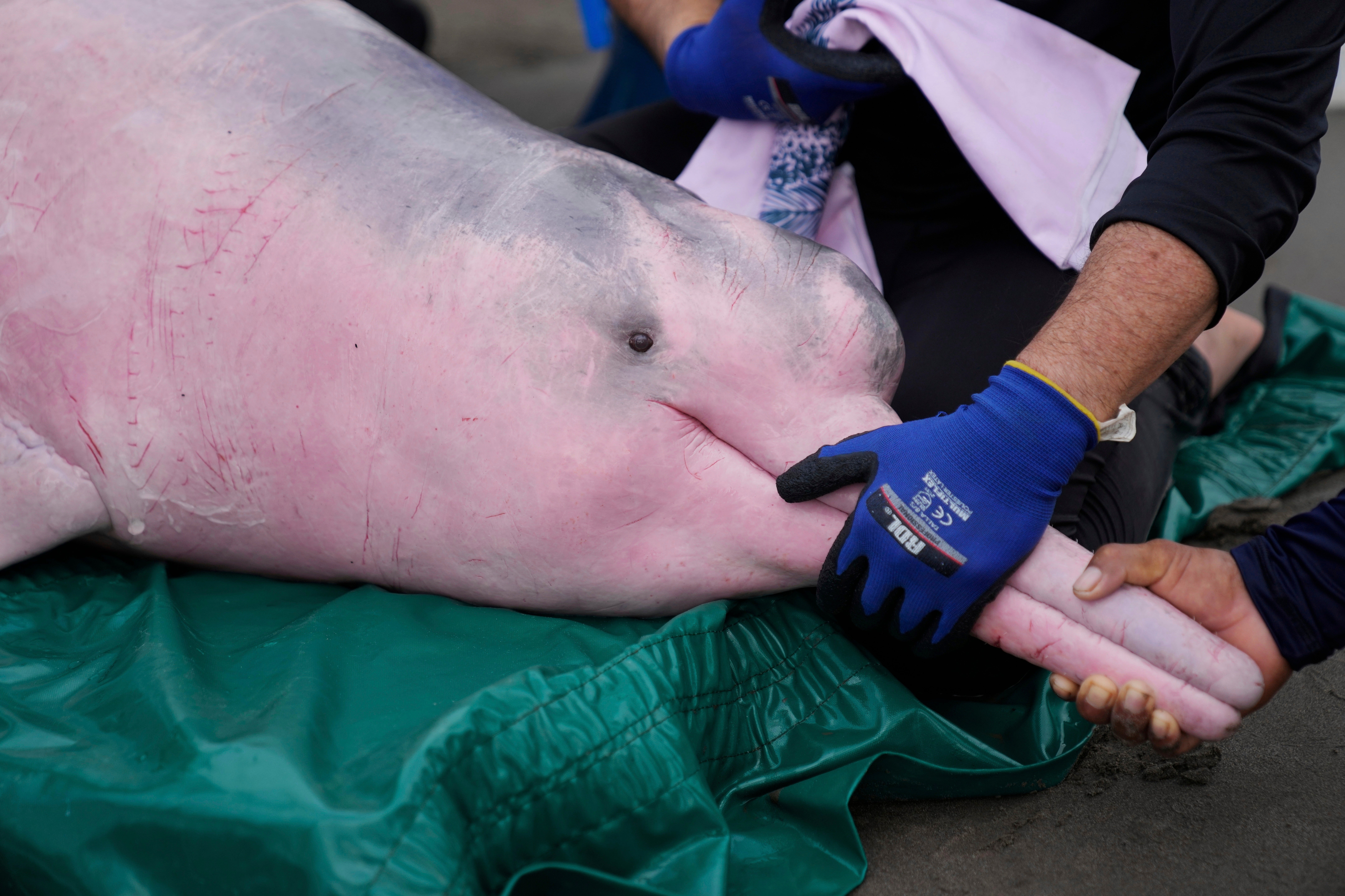 DELFÍN ROSADO DEL AMAZONAS
