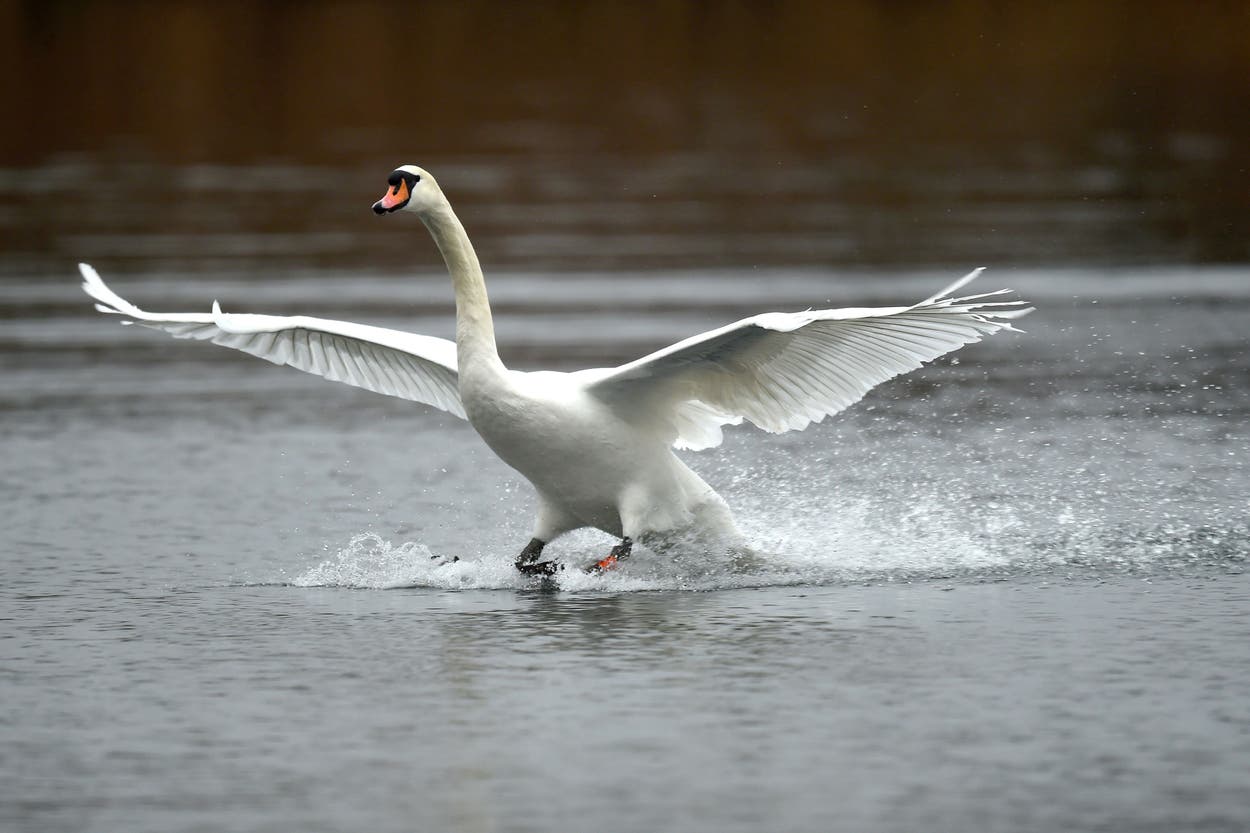 Police investigation launched after swan believed to have been strangled Police investigation launched after swan believed to have been strangled