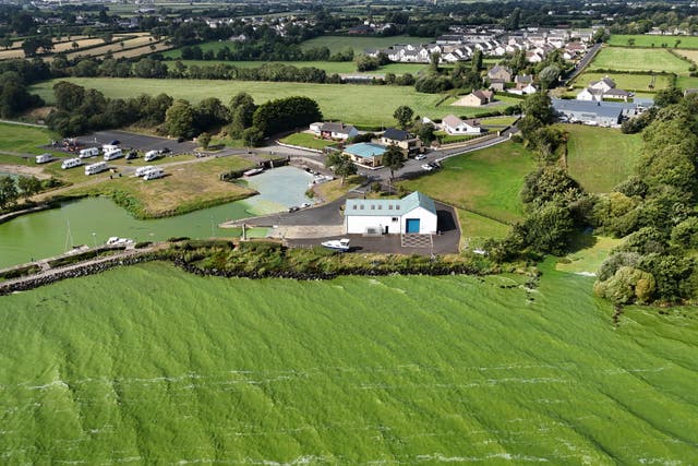 Blue-green algae at Battery Harbour on Lough Neagh near Cookstown in Co Tyrone (PA)