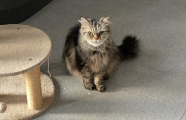 <p>Alan Wall's cat Smokey was almost killed after using fake flea medication</p>