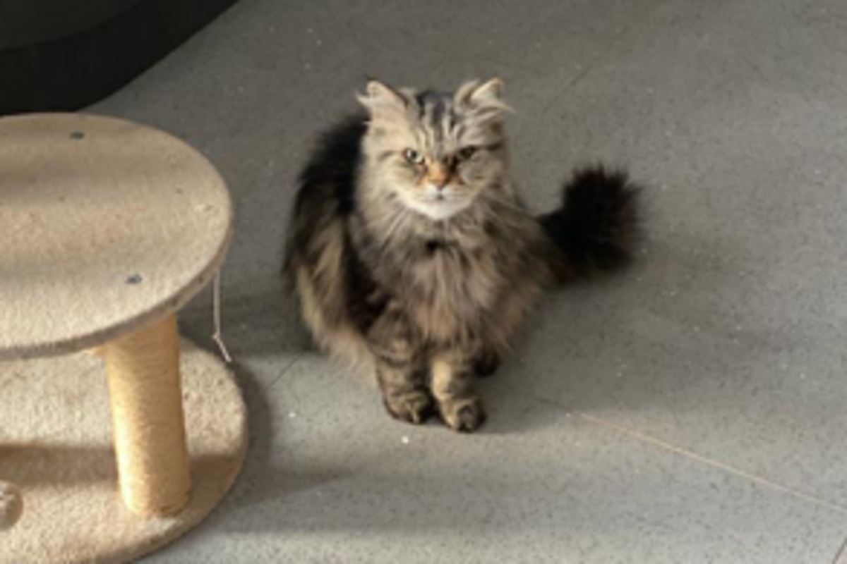 Pet owners warned over buying dangerous fake medical treatments online