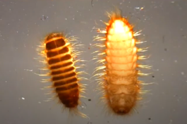 <p>Khapra beetle is a ‘highly invasive pest’ that can infest stored grains, rice, oilseed and dried foods, contaminating them and rendering them inedible</p>