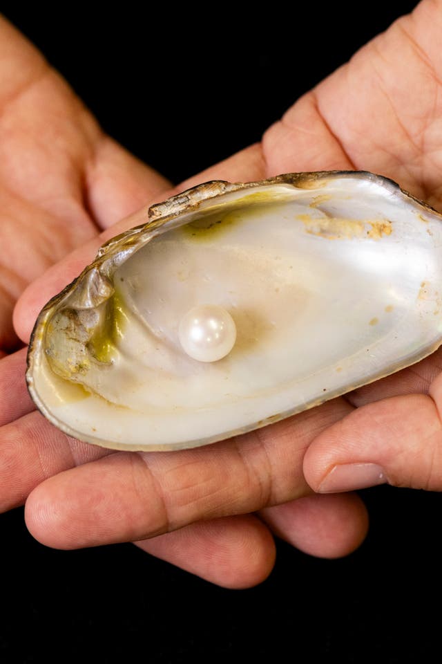 <p>The Abernethy Pearl is the largest freshwater pearl found in Scotland since 1621</p>