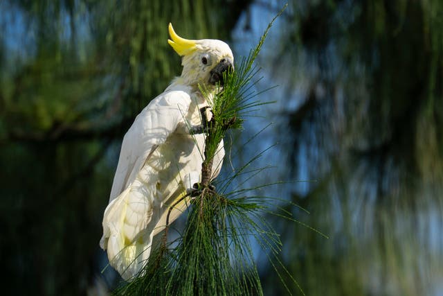 Hong Kong Cockatoo