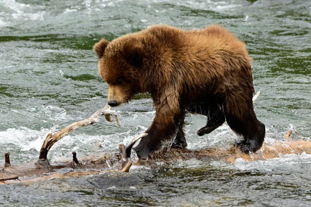 <p>Alaska Fat Bear Week</p>