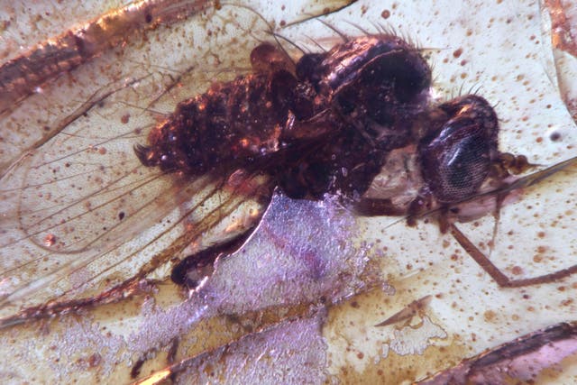 <p>A Diptera Brachycera fly of the family Dolichopodidae (long-legged flies) trapped in a Cretaceous-era amber sample discovered in Ecuador</p>
