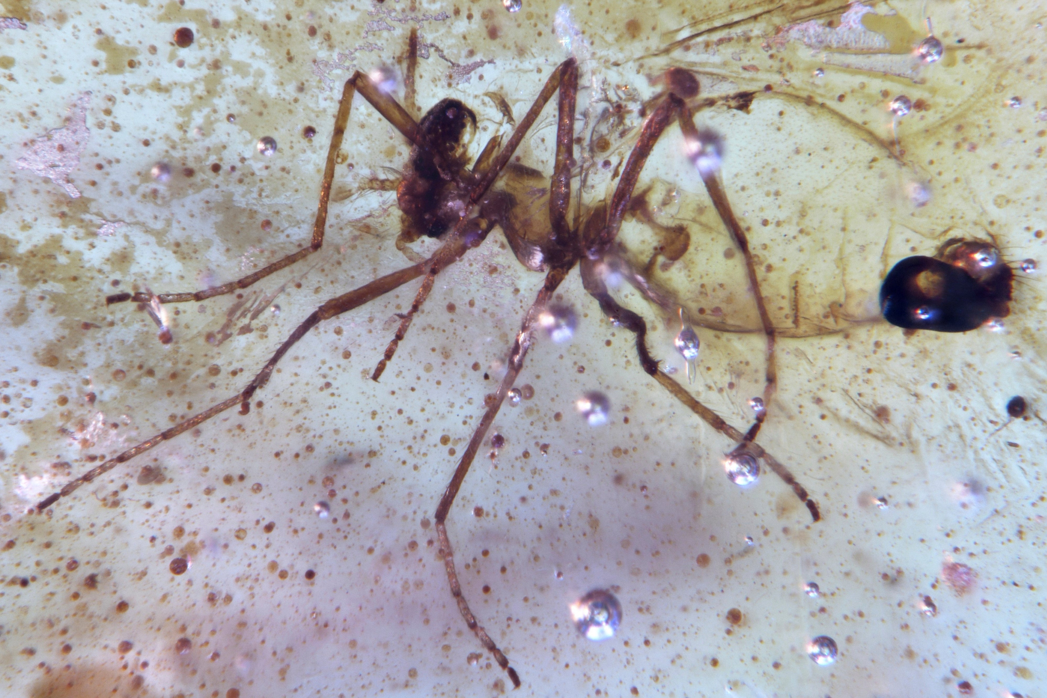 <p>Diptera Nematocera fly of the family Chironomidae (non-biting midges) trapped in a Cretaceous-era amber sample discovered in Ecuador</p>