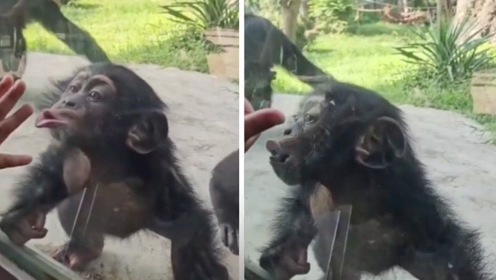 Watch as a cheeky baby chimp makes silly faces to zoo visitors | The ...