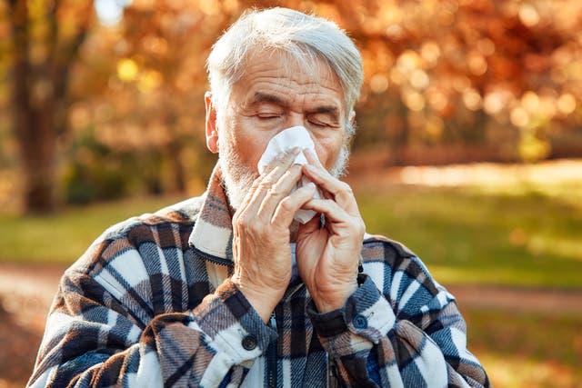 <p>More than 80 million Americans with seasonal allergies may feel the frustrating effects of ragweed pollen this year</p>