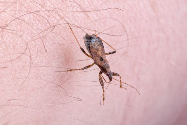 <p>The sometimes deadly ‘kissing bug’ disease has spread across multiple states</p>