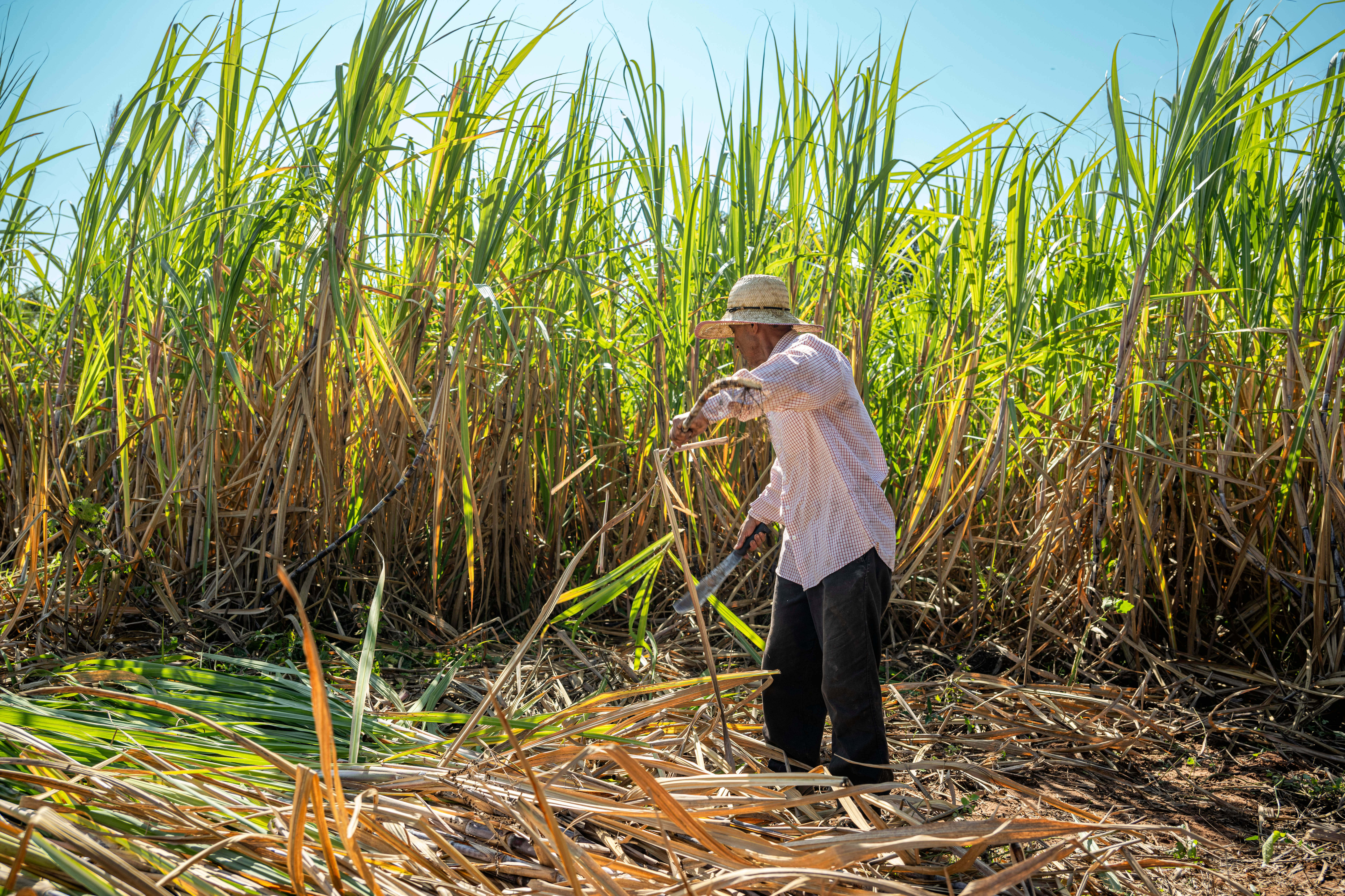 Organic Sugar-Prices